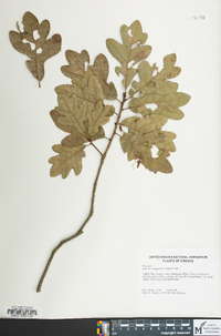 Quercus margaretta image