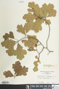 Quercus margaretta image