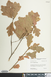 Quercus margaretta image