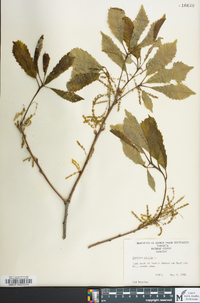 Quercus montana image