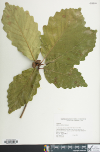 Quercus montana image