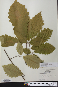 Quercus montana image