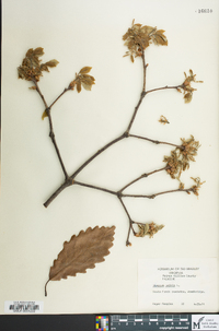 Quercus montana image