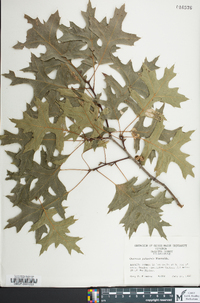 Quercus palustris image