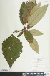 Quercus montana image