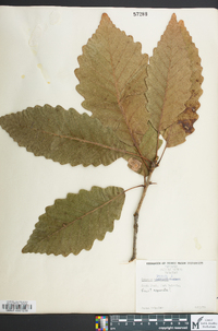 Quercus montana image