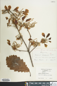 Quercus montana image