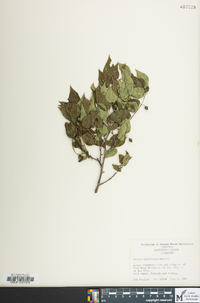 Celtis tenuifolia image