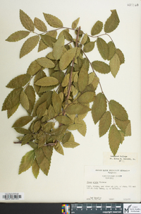 Ulmus alata image