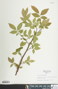 Ulmus alata image