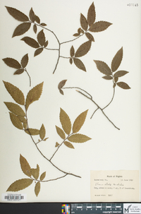 Ulmus alata image