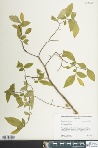 Ulmus alata image