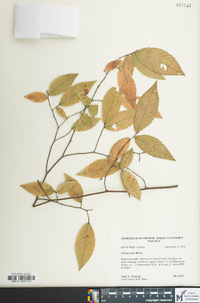 Ulmus alata image