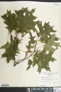 Quercus palustris image