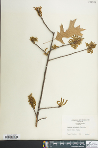 Quercus palustris image