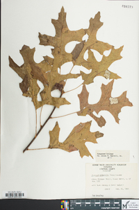 Quercus palustris image