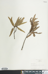 Quercus phellos image