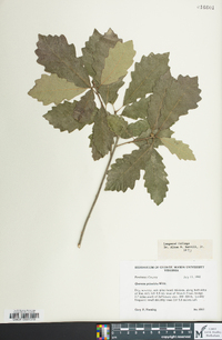 Quercus prinoides image