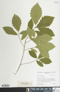 Quercus prinoides image