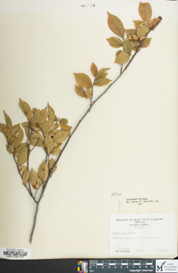 Ulmus pumila image