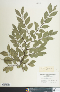 Ulmus parvifolia image