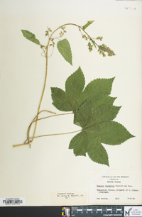 Humulus japonicus image