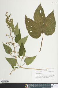 Humulus lupulus image