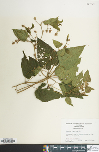 Humulus lupulus image