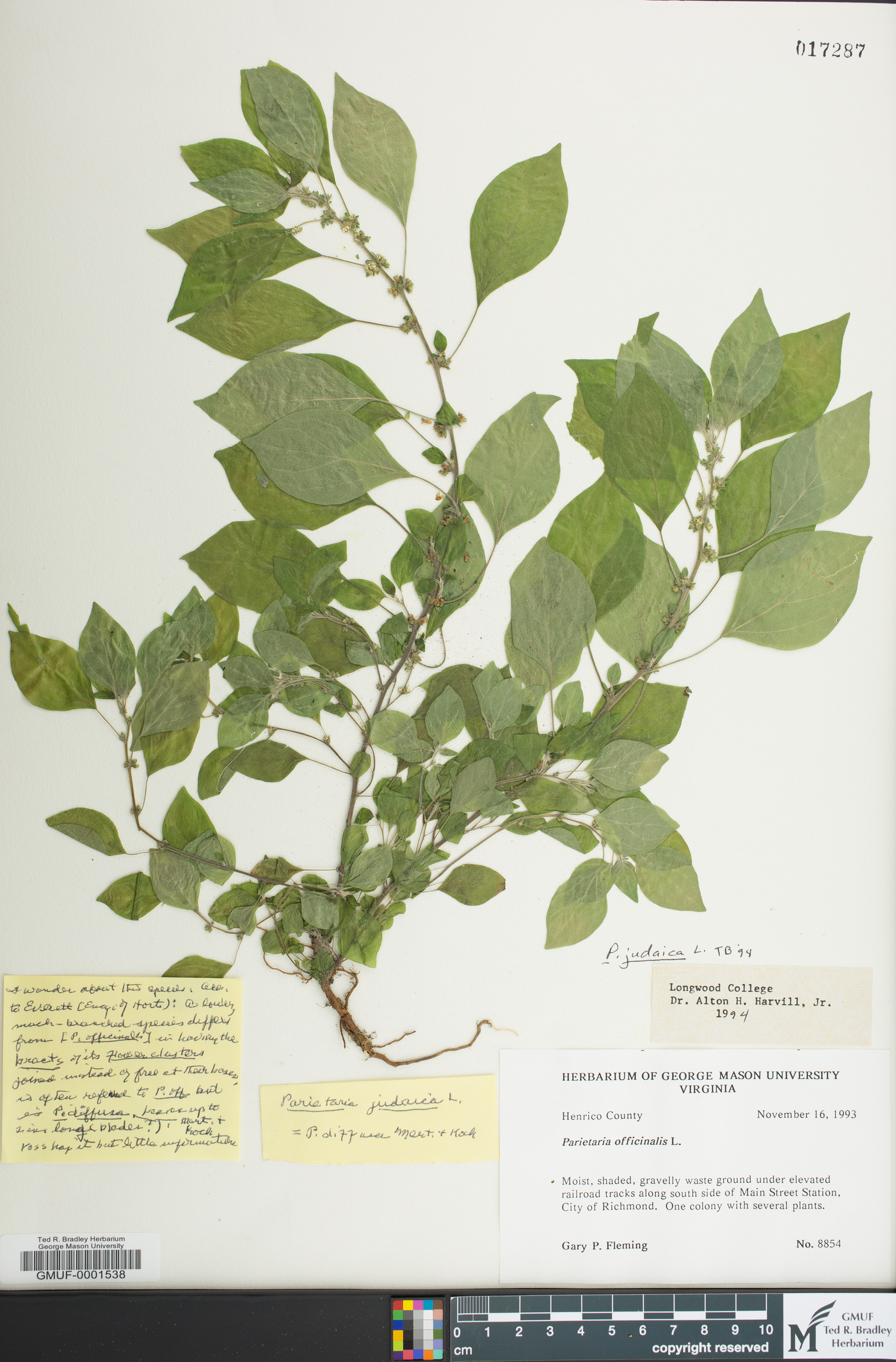 Parietaria judaica image