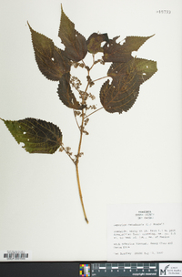 Laportea canadensis image