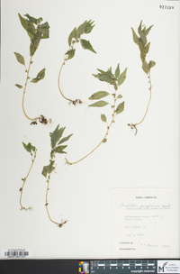 Parietaria pensylvanica image