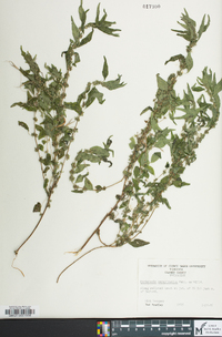 Parietaria pensylvanica image