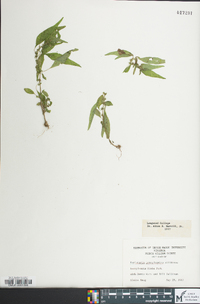 Parietaria pensylvanica image