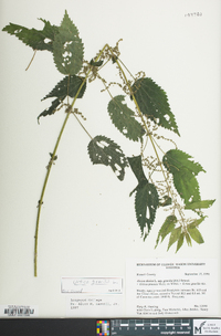 Urtica gracilis image