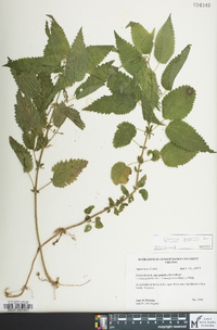 Urtica gracilis image