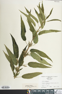 Urtica dioica image