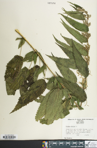 Urtica dioica image