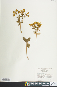 Eriogonum allenii image