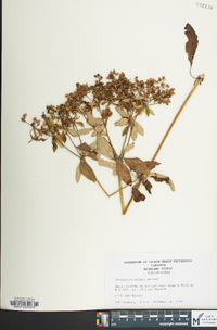 Eriogonum allenii image