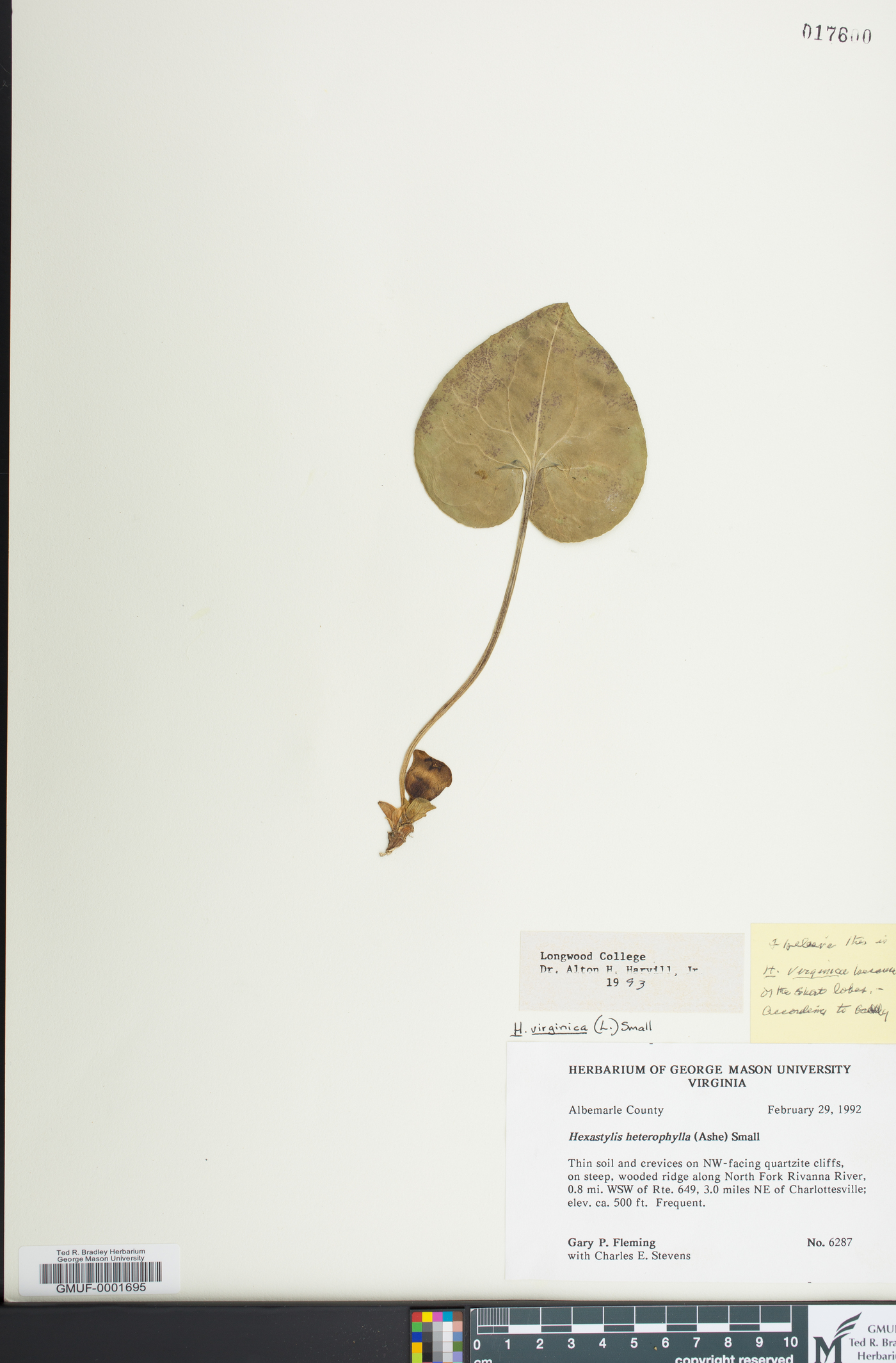 Hexastylis virginica image