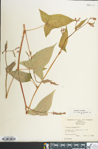 Persicaria arifolia image