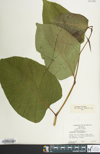Reynoutria sachalinensis image