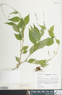 Persicaria posumbu image