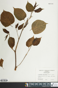 Reynoutria japonica image