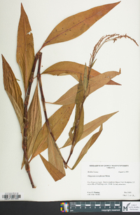 Persicaria glabra image