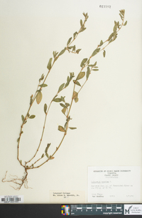 Polygonum erectum image