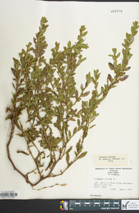 Polygonum erectum image