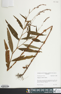 Persicaria setacea image