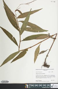 Persicaria setacea image