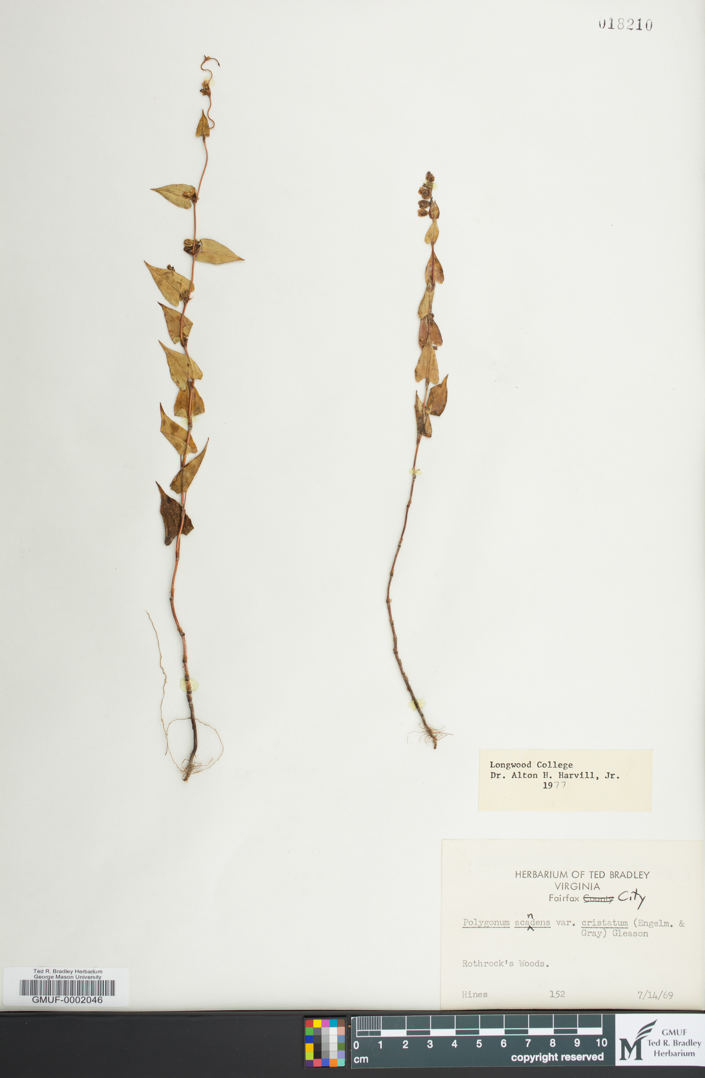 Fallopia cristata image